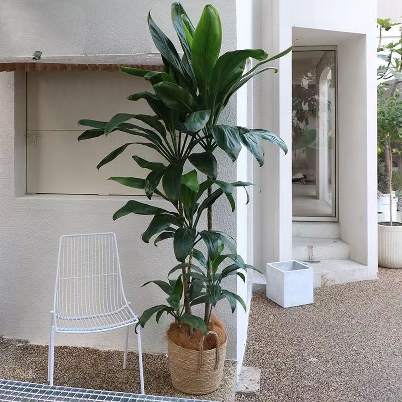【荷花青叶美人铁】大叶青铁室内大型盆栽耐活好养适合客厅落地绿植