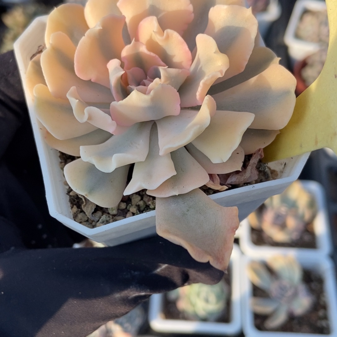 2075利比亚锦多肉植物
