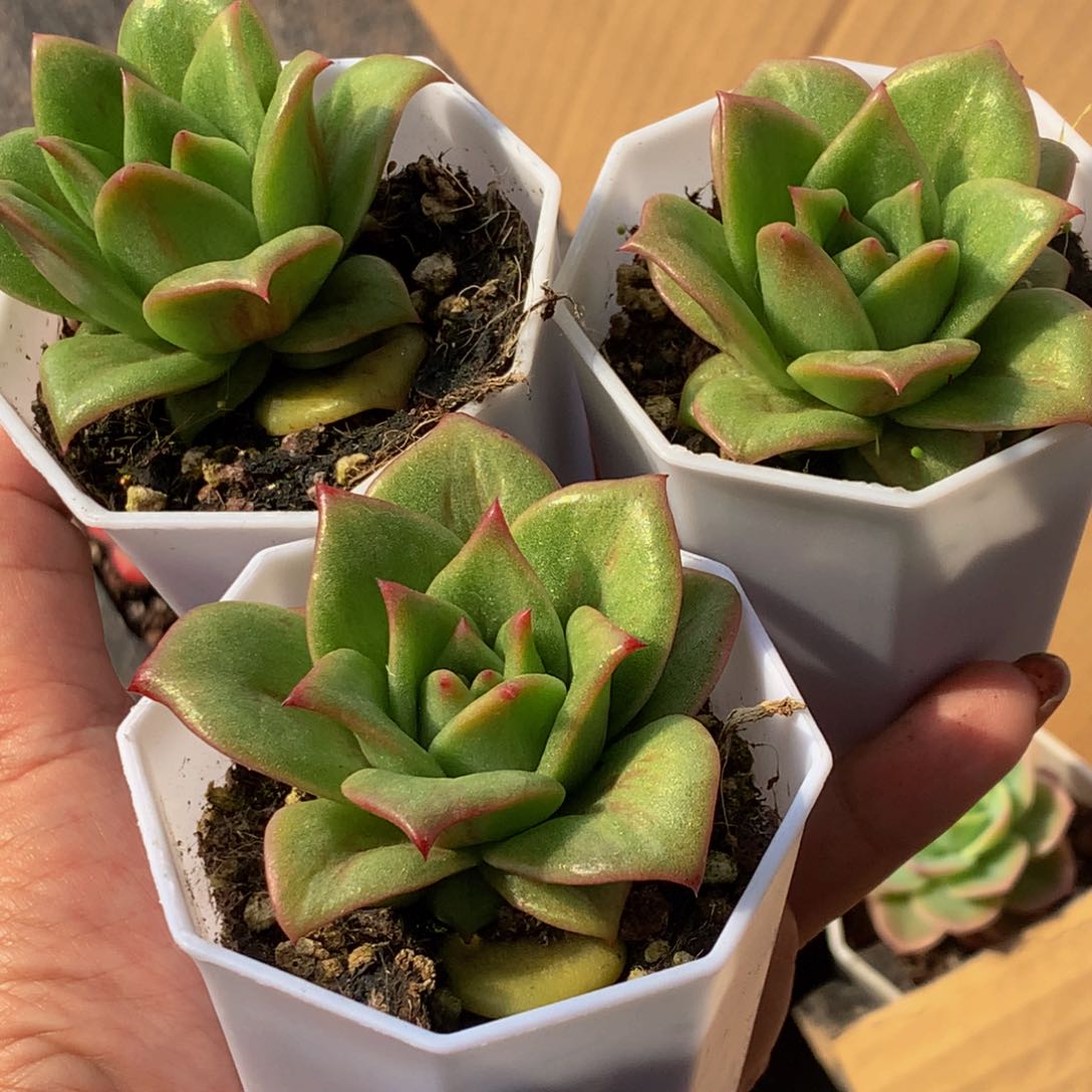 蔷薇玛丽亚3颗 （11元包邮不满11发叶子不售后）