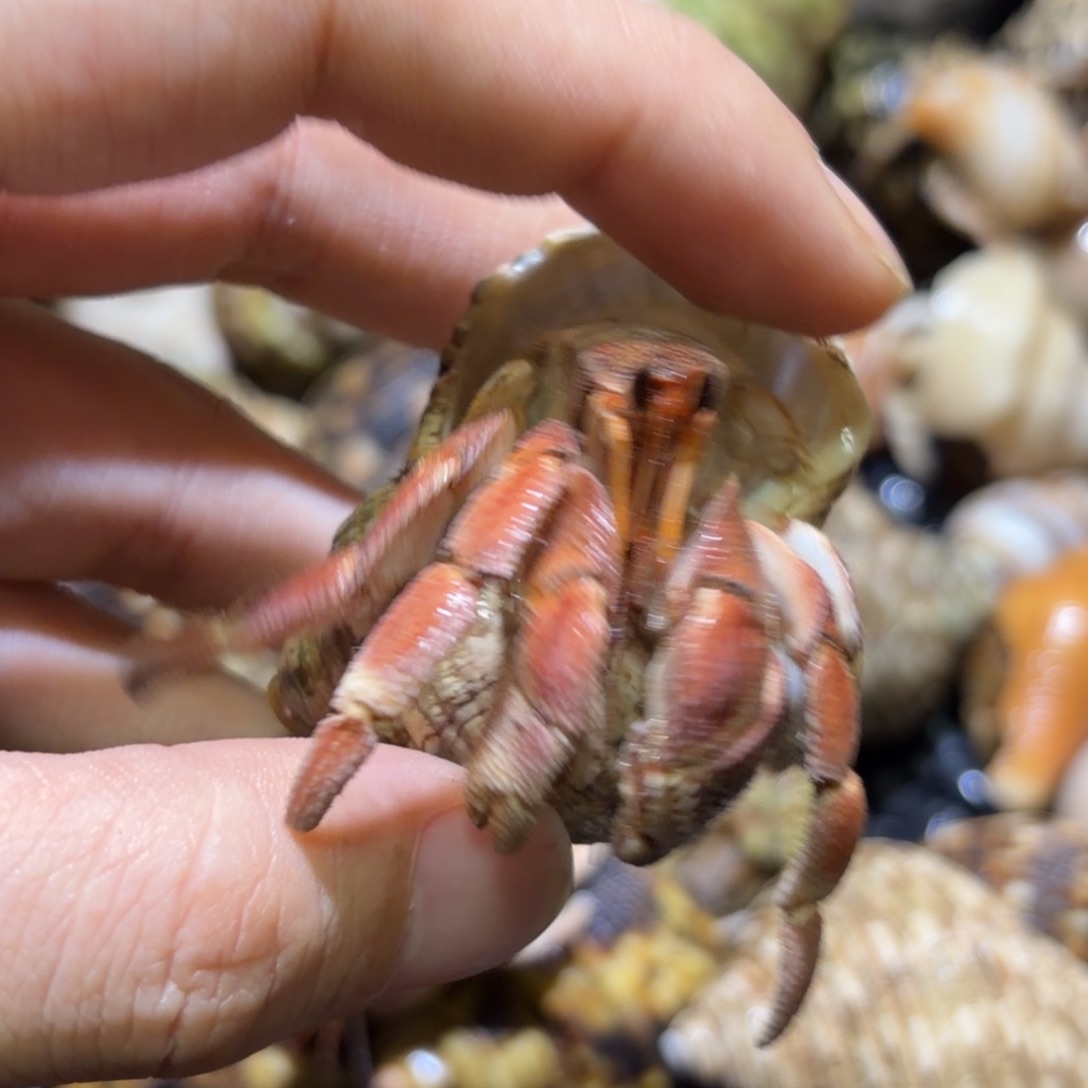 活体宠物 不退不换 5