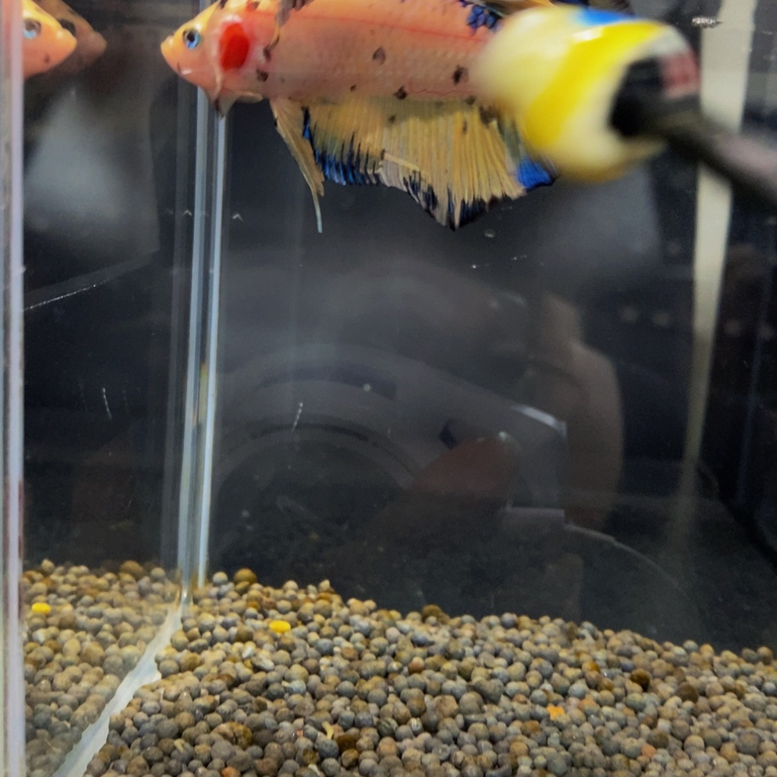 斗鱼295巨斗11111