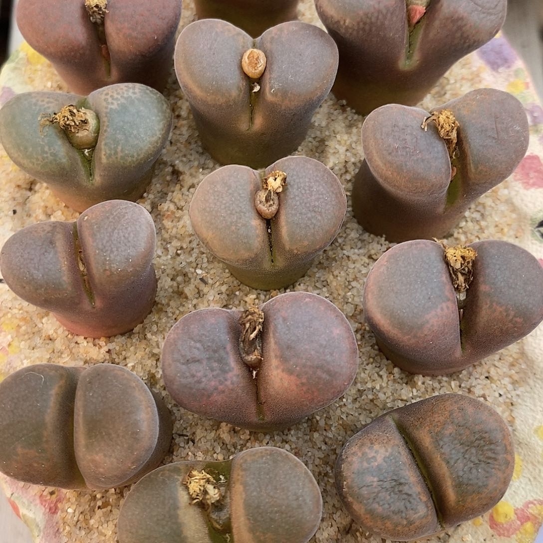 2745大颗黑玫瑰风铃一组