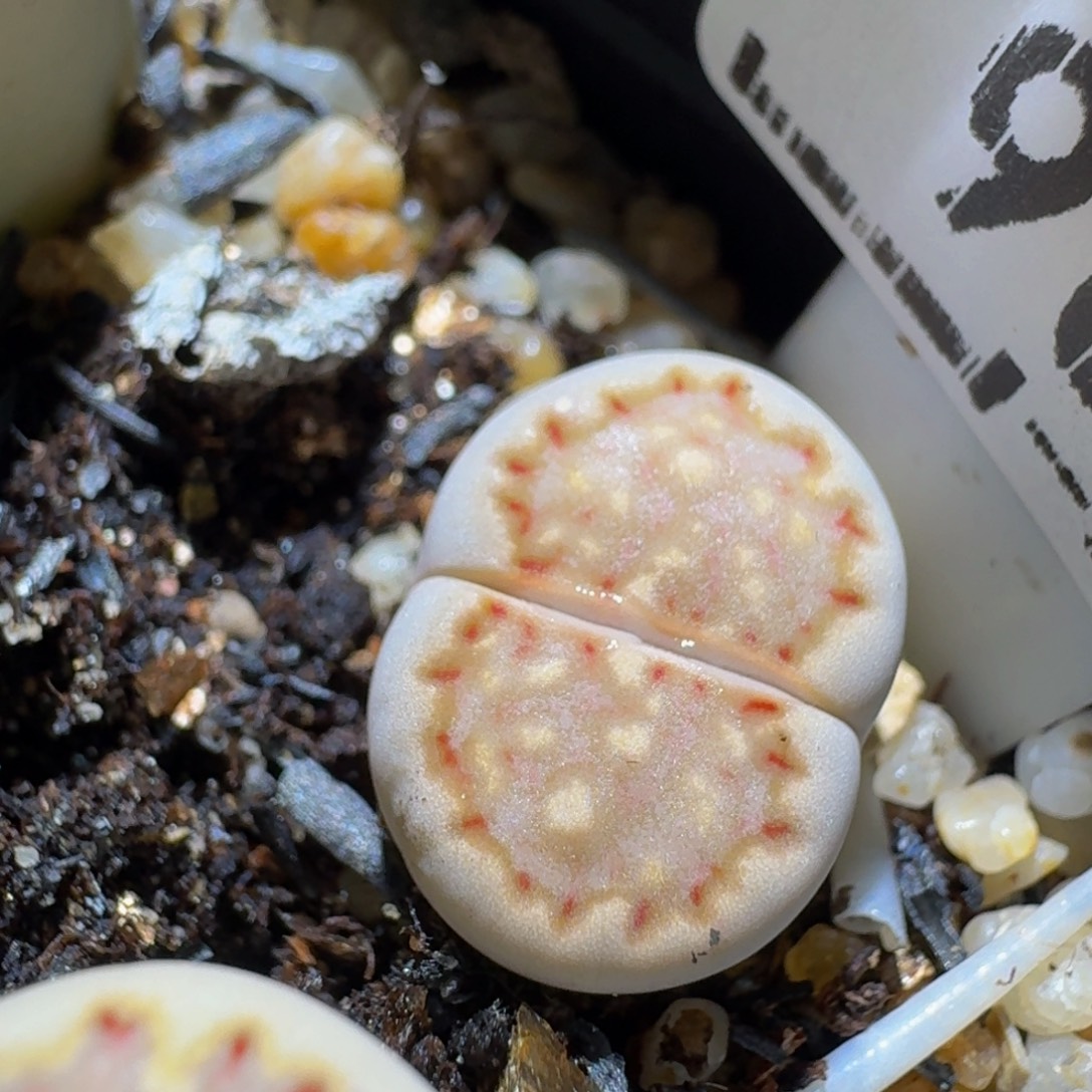 °***板娘亏本清货了967