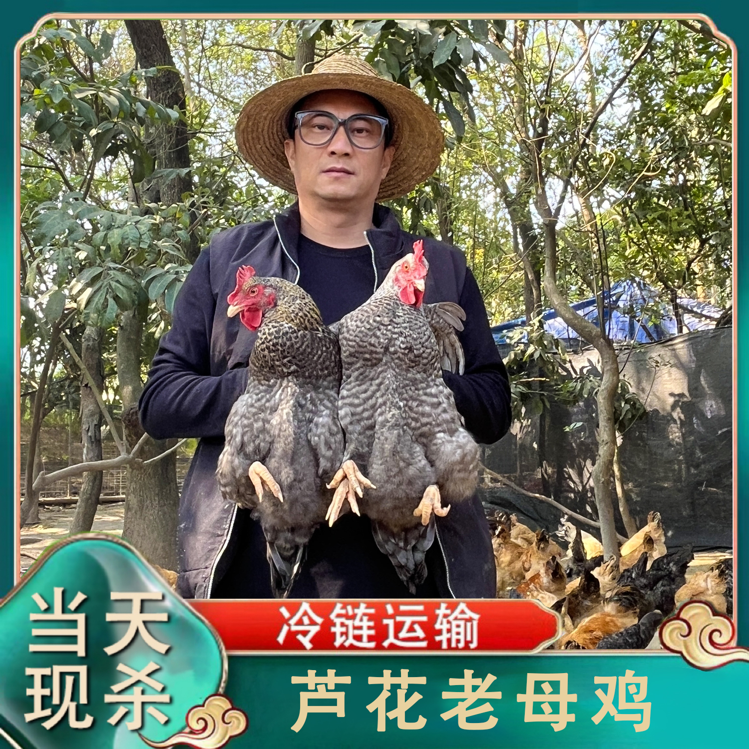 【草帽哥A】 农村放养芦花黄油老母鸡 共两只 净重4斤