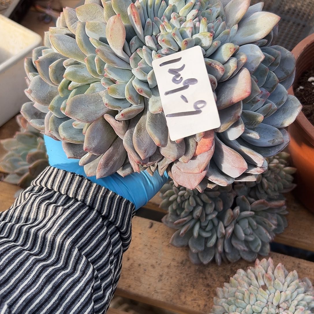 毛***91209-9橙子缀多肉植物