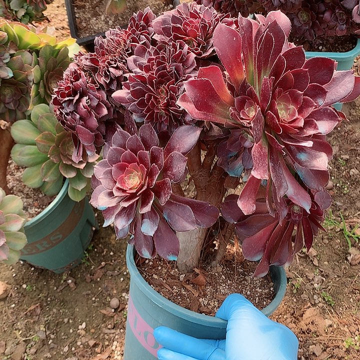 荷兰圆叶脱土发货啊