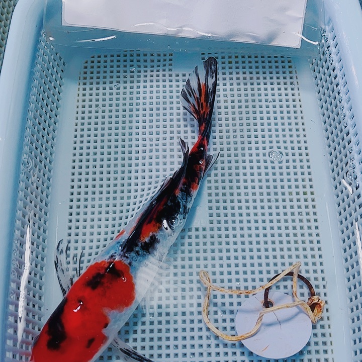 海水鱼锦鲤观赏鱼21
