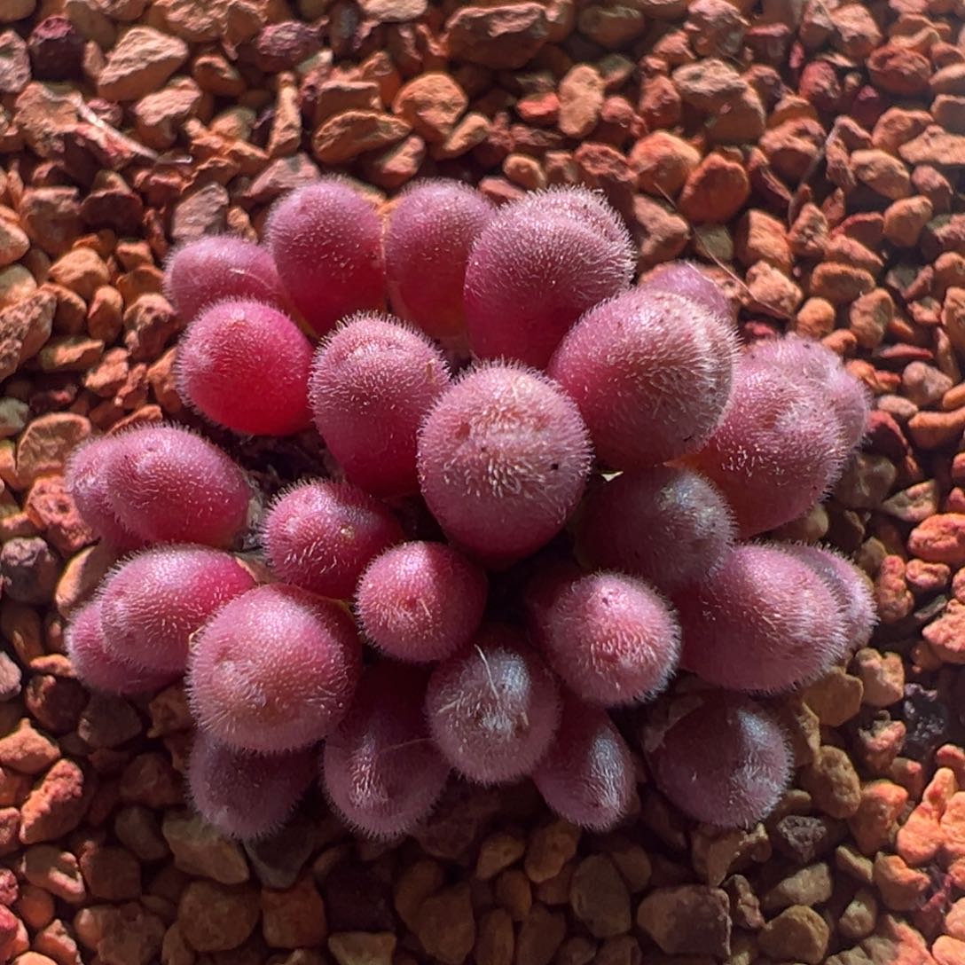 0434，毛球，肉锥植物