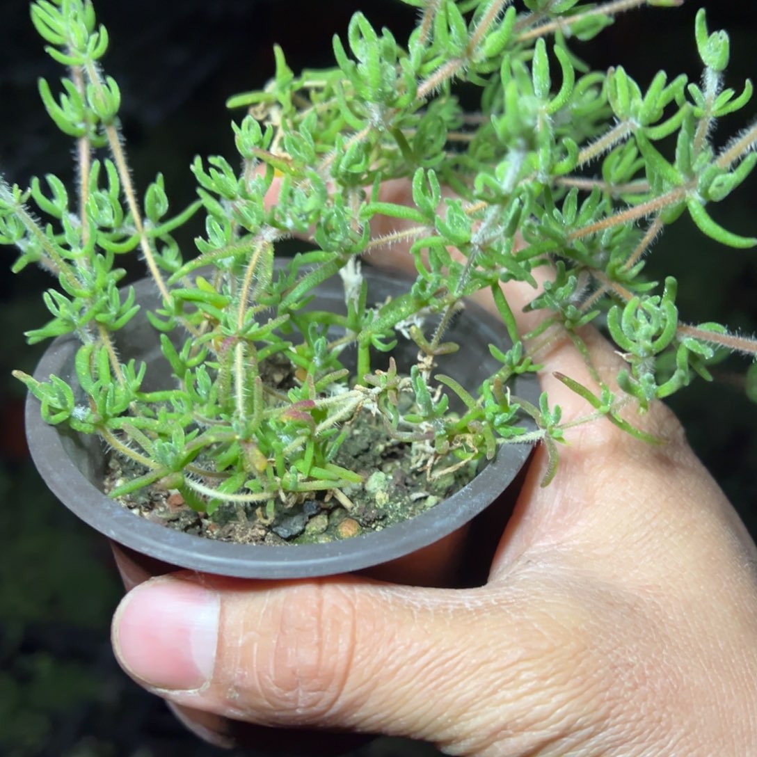 狐尾90杯老桩福利