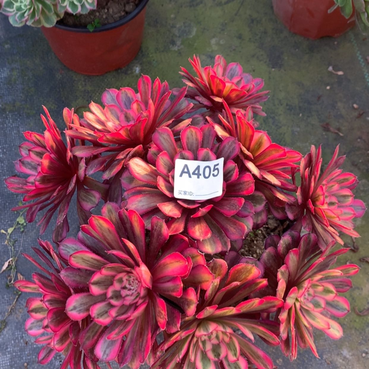 【闪购商品】405白月光