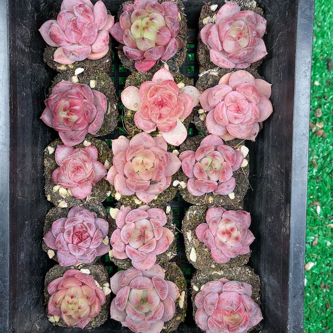 多肉一物一拍24-220