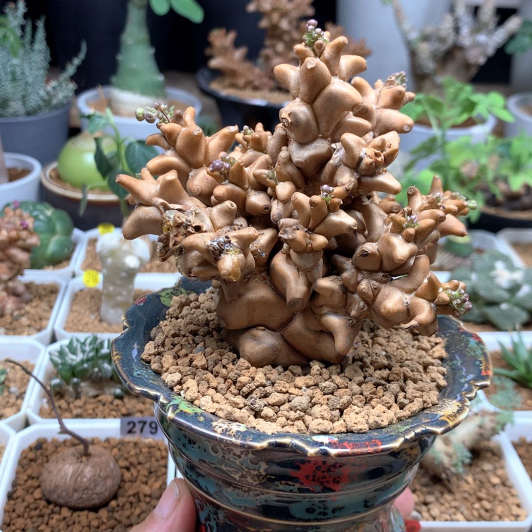 福利蛮鬼塔厚敦菊脱土