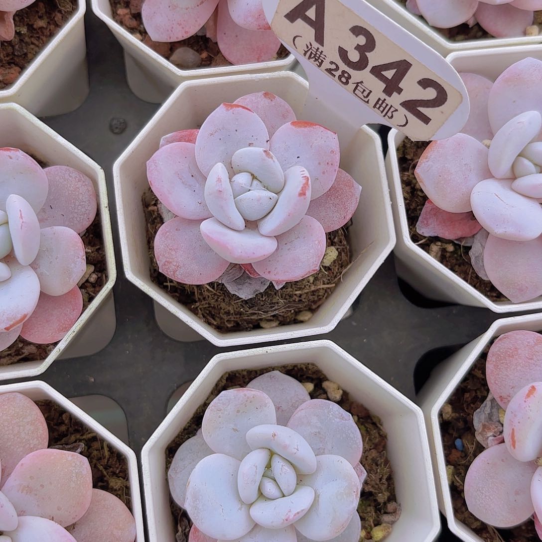 A342雪莲一物一拍