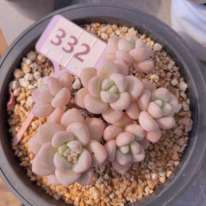 健健康康平平安安