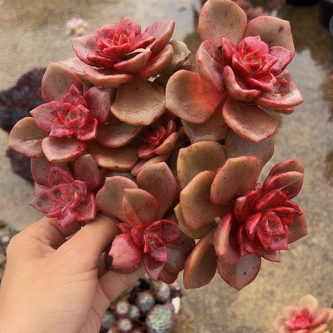 琉璃盏多头群生老桩