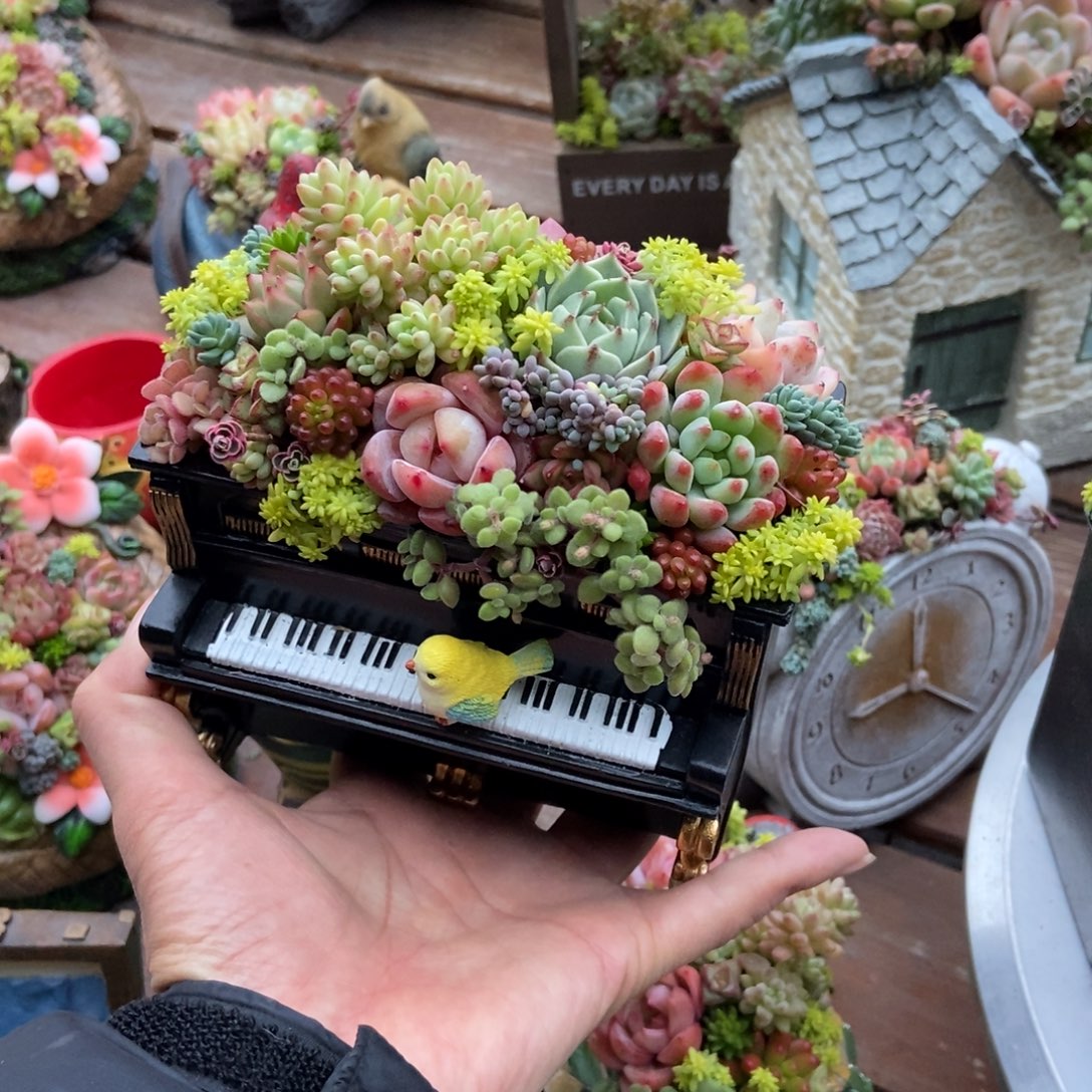 钢琴成品带植物种好发货