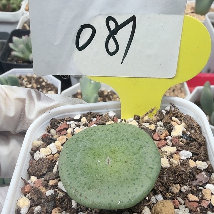 P***H密密麻麻妈妈你们妈妈