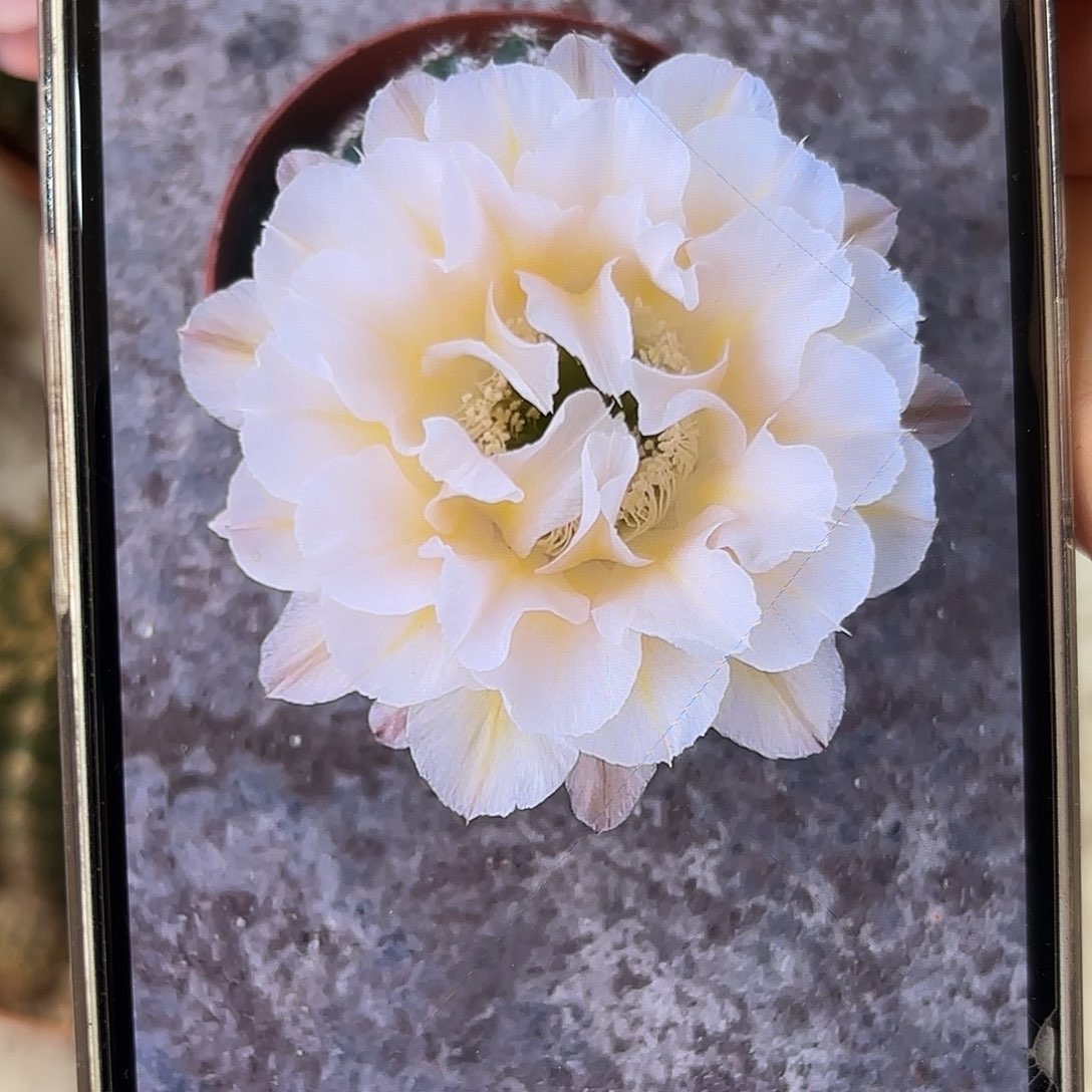 彩草13姨6.5公分左右