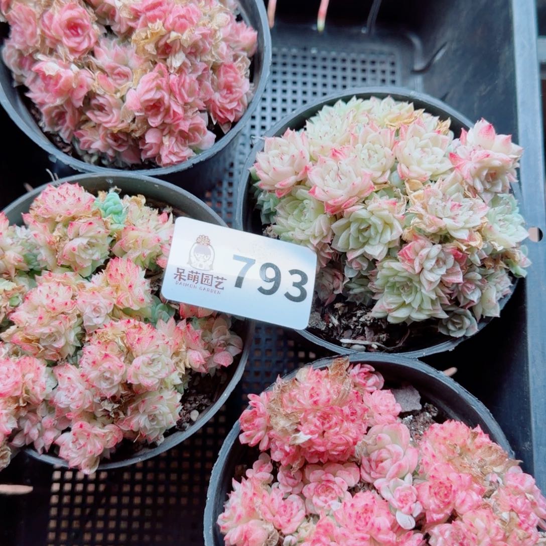 梦***楼多肉植物多肉植物