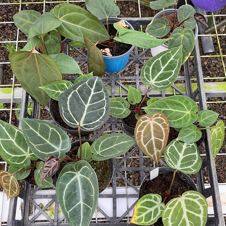 完全开放杂交10颗脱土发，不包叶损，一物一拍127号