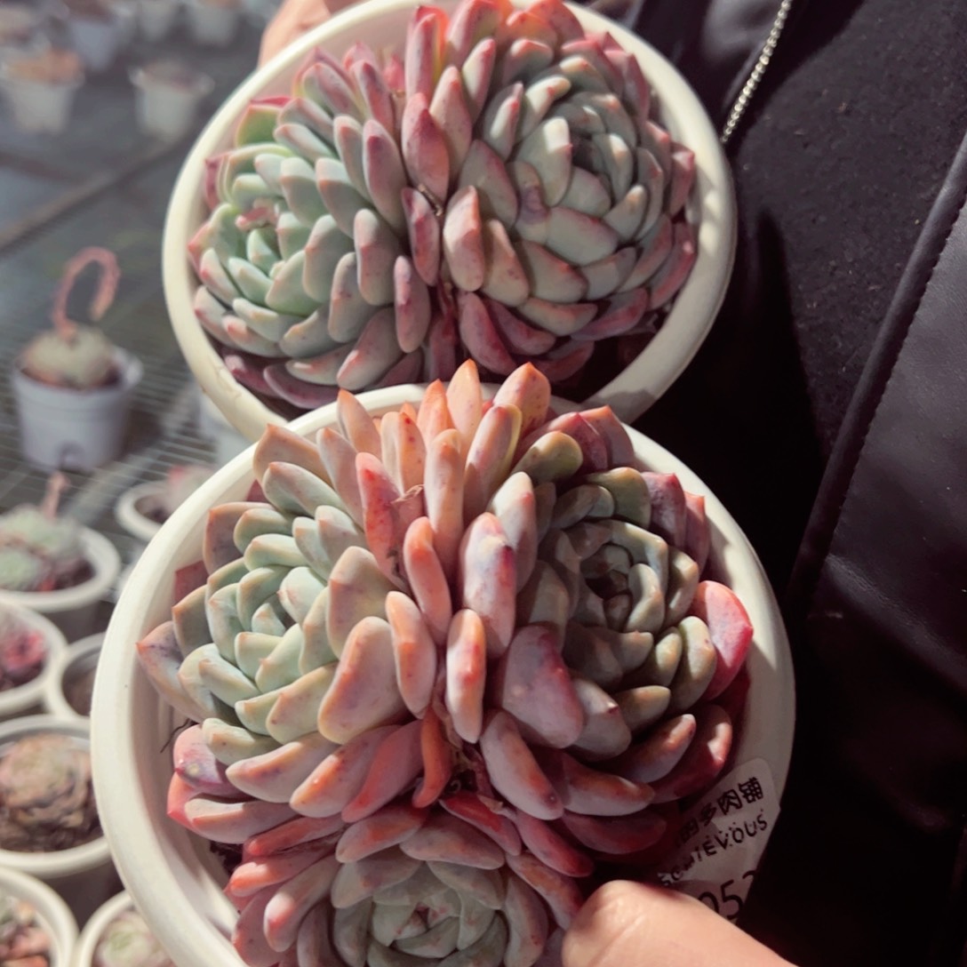 雪媚娘双头两盆多肉植物