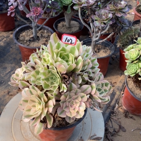 女女巫捧花一物一拍