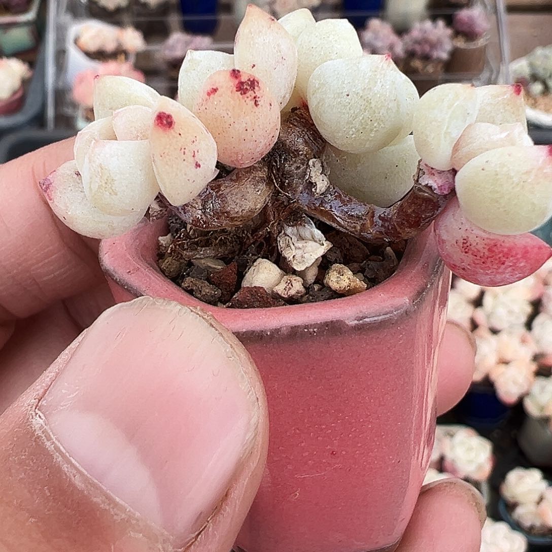 4头朵朵缀带盆1316号