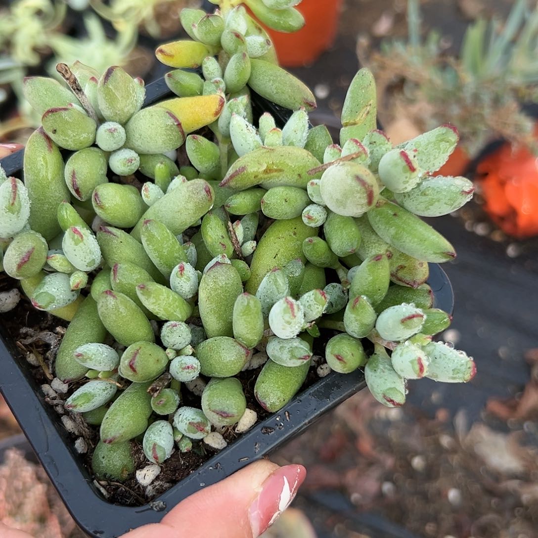 多肉植物精灵福娘