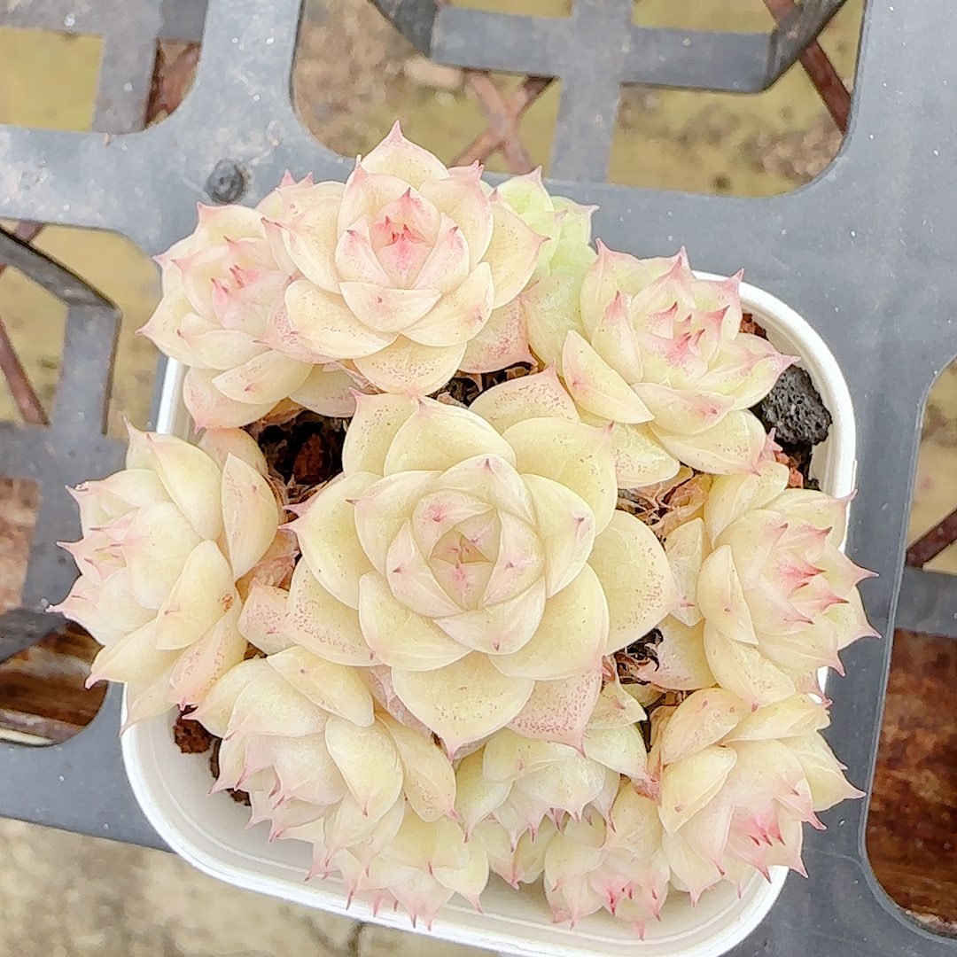 1224-103（m1-124-1）优选