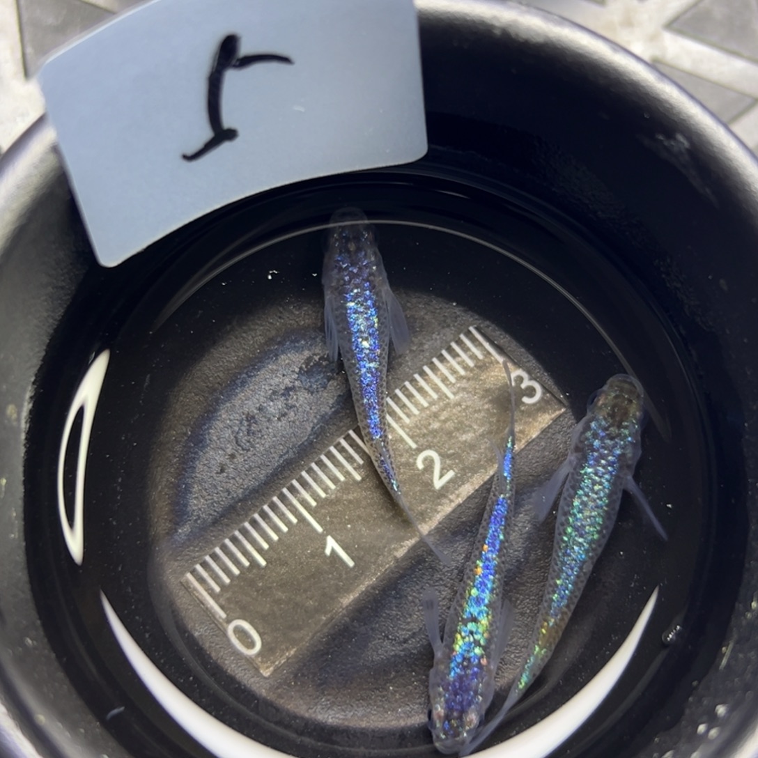 青鳉鱼5。         