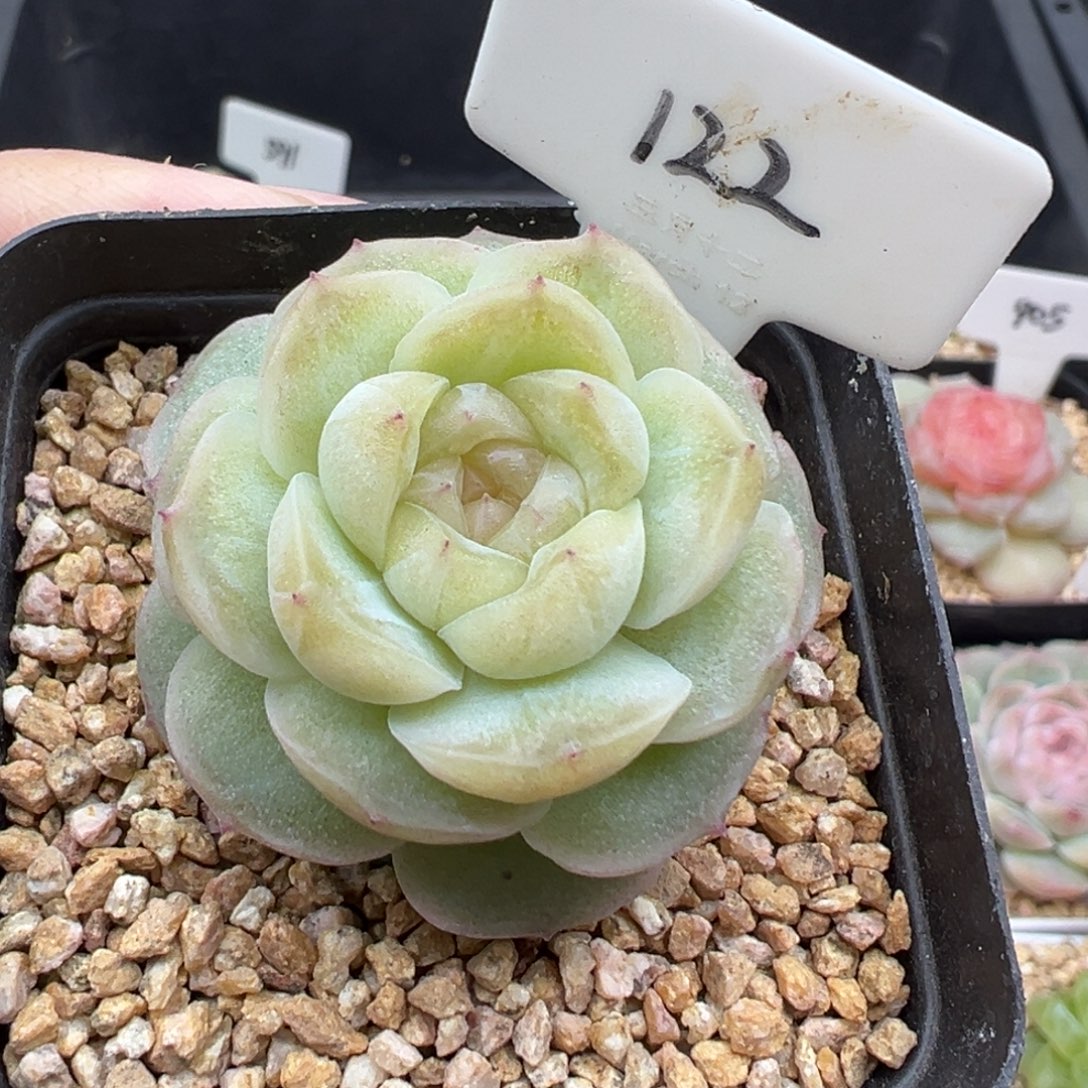 122号流光 晗雨多肉