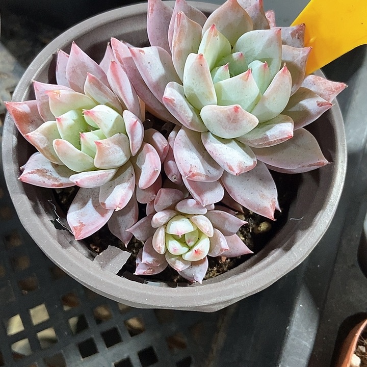 多肉植物粉蓝鸟1928