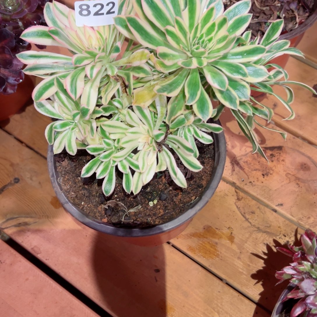 822 号多肉植物法师