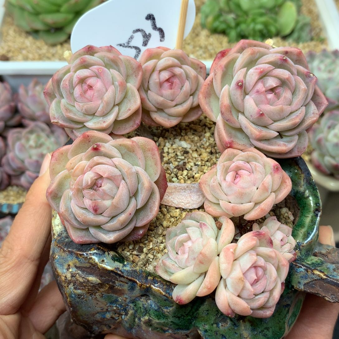 粉油透珍妮老桩523