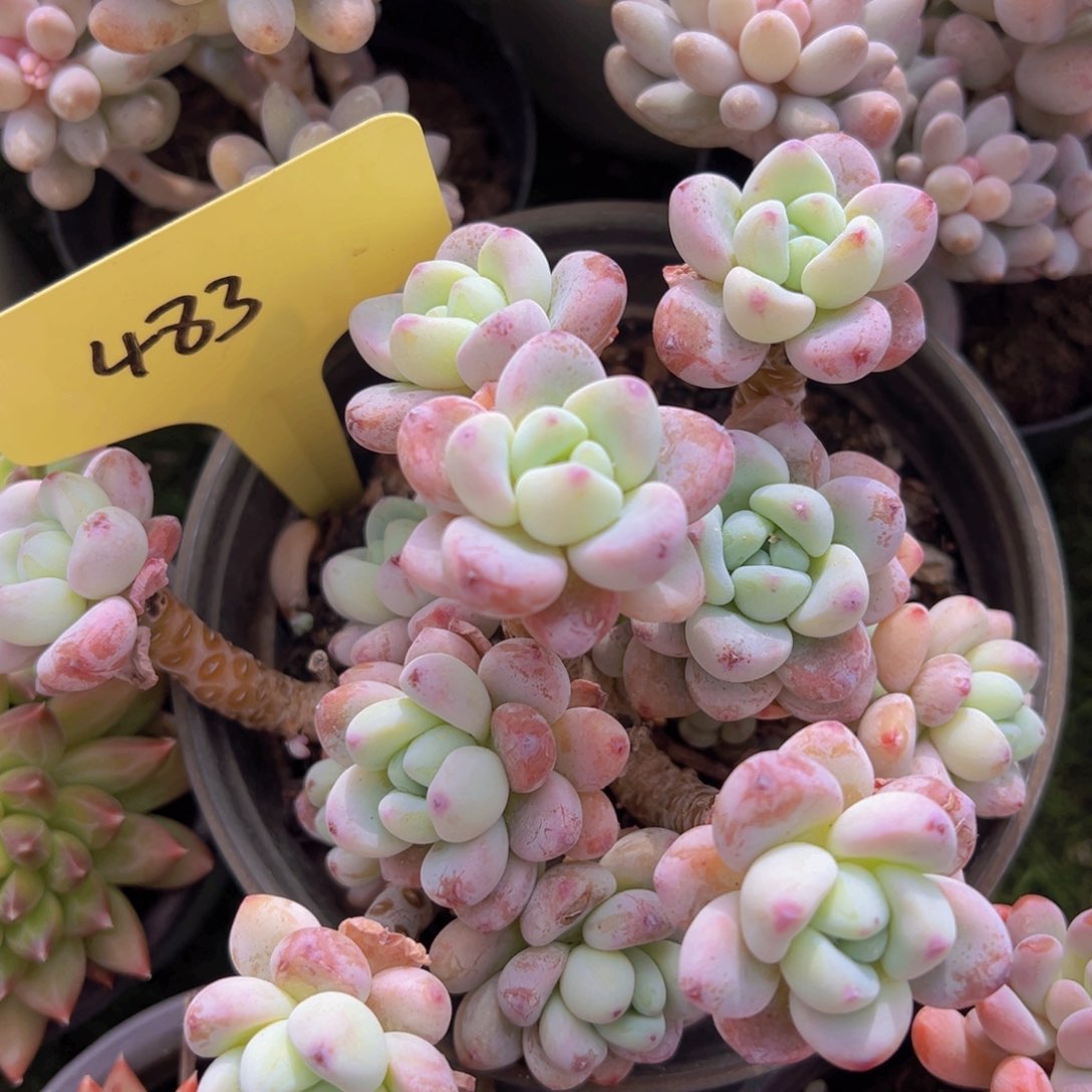 香玉的故事是一个人的故事