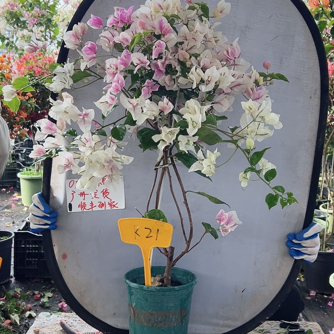 H***h大部分花苞少量开放K21广红英