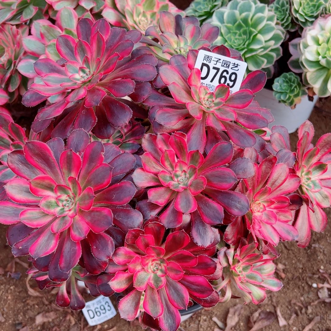 769丽娜雨子多肉植物