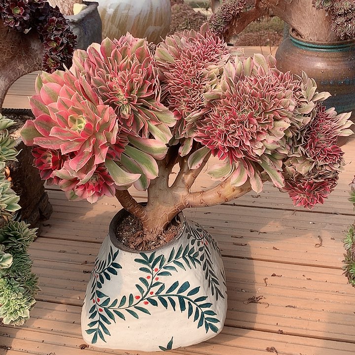 女巫缀脱土发货啊