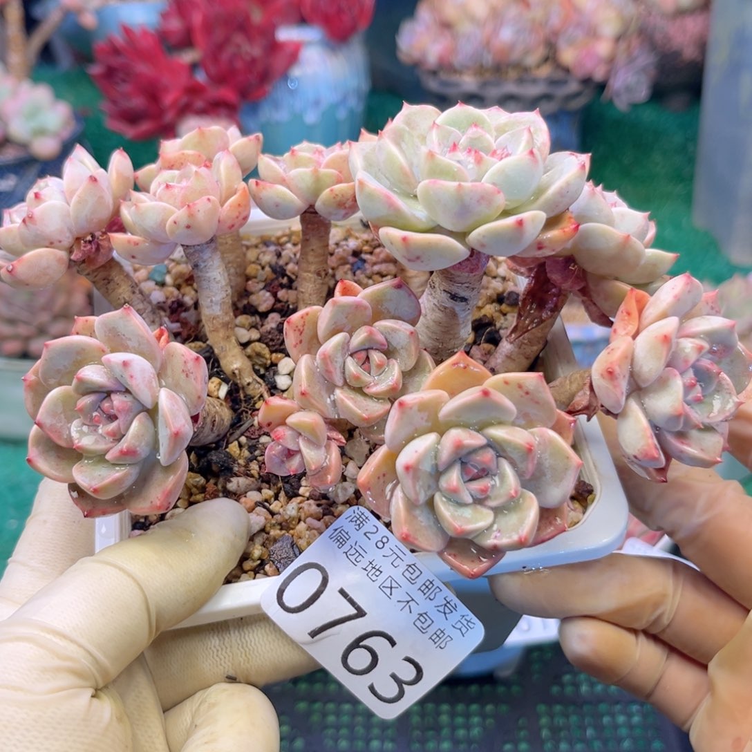 大0763/（zh x b c b n