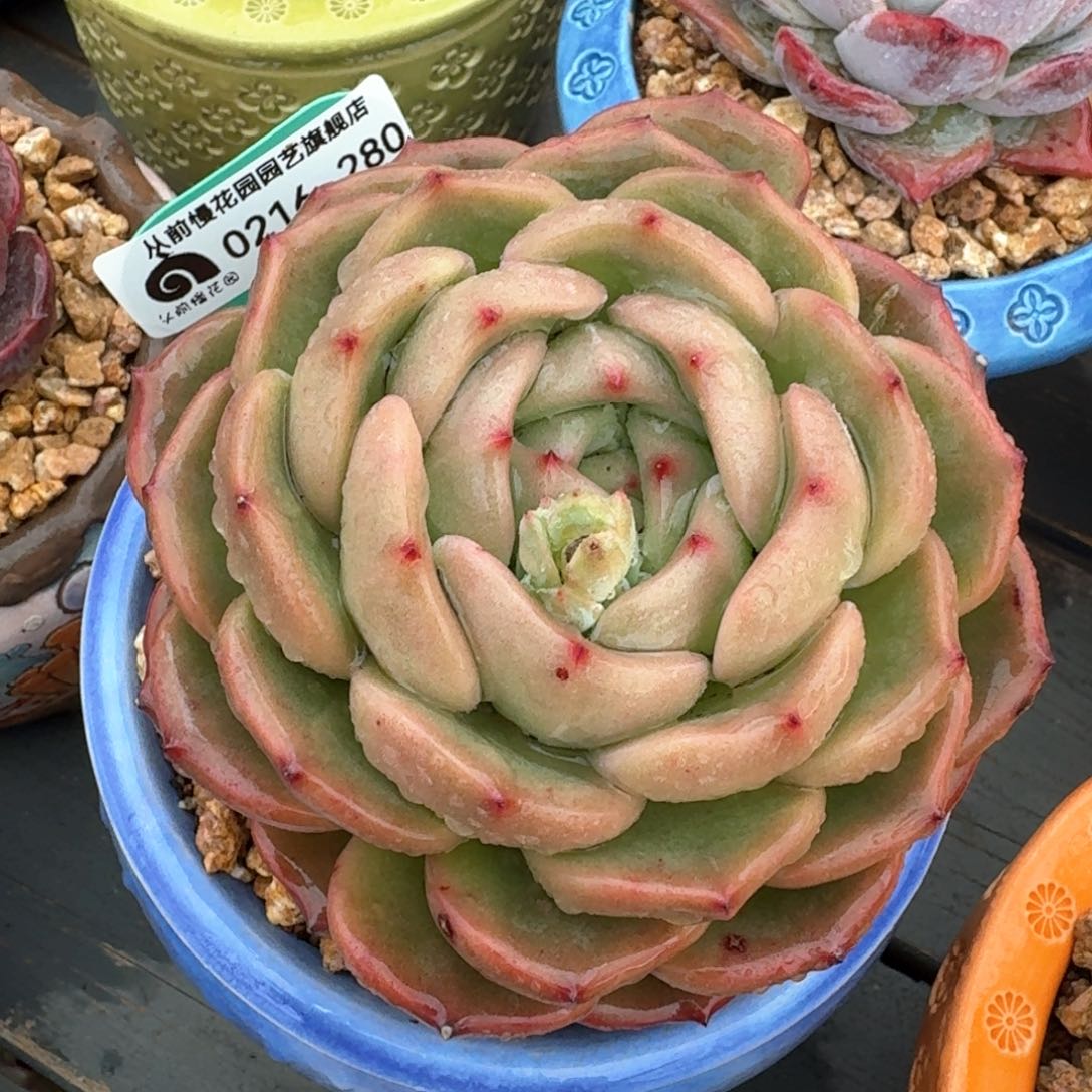 从前慢多肉精选编号0216.280