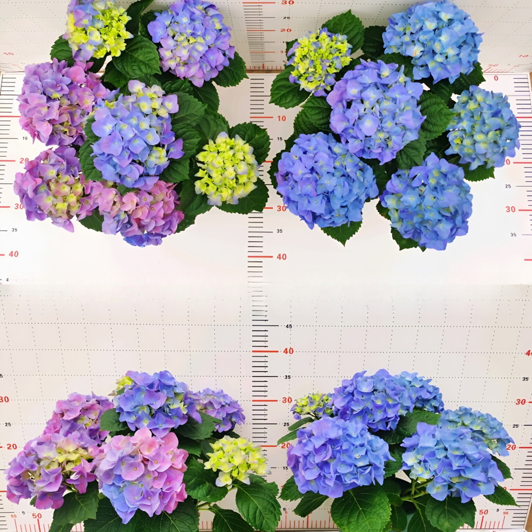 炫彩沉香大花绣球沉香盆栽花苗花园阳台耐热耐寒