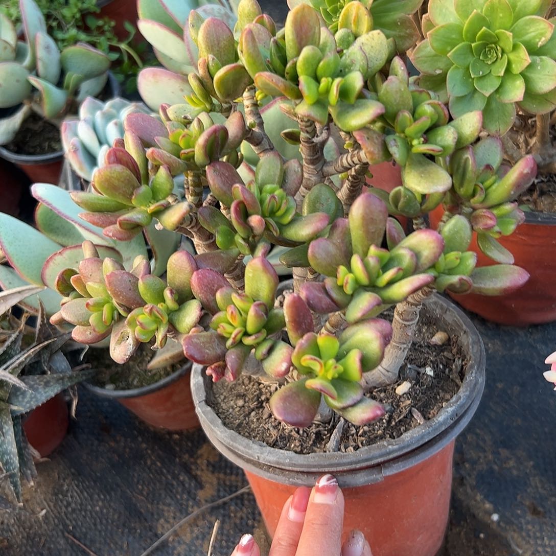 多肉植物招财猫老庄