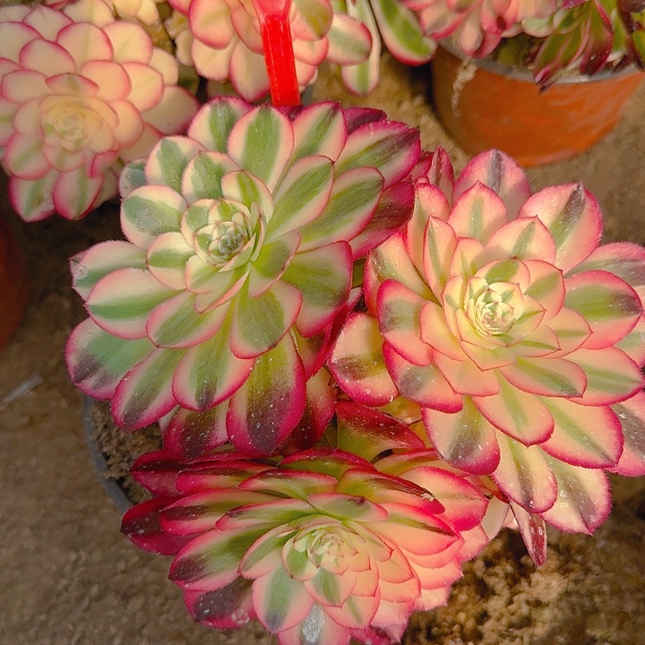 5-32倾城多肉法师