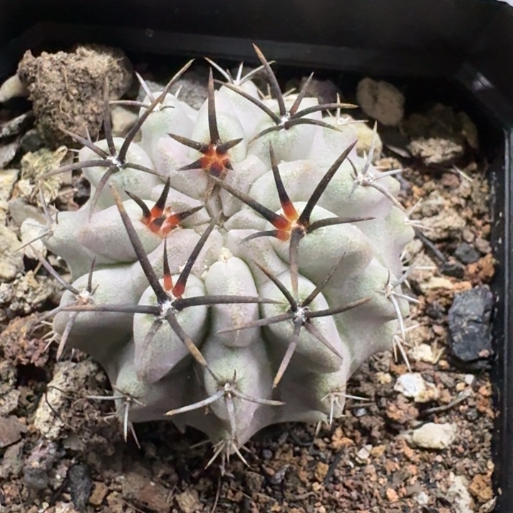 白肌素状元实生仙人球 