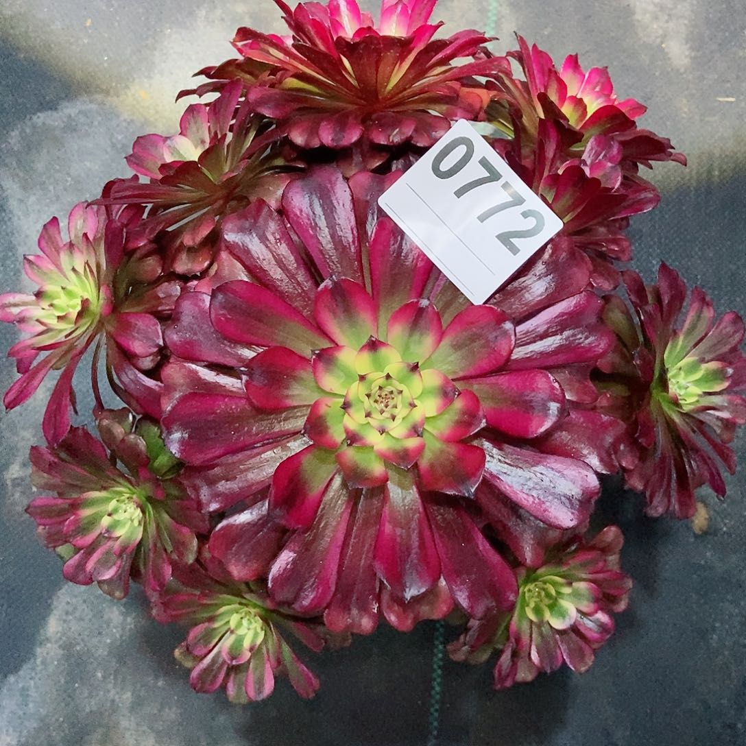 红陶0772美肌4多肉