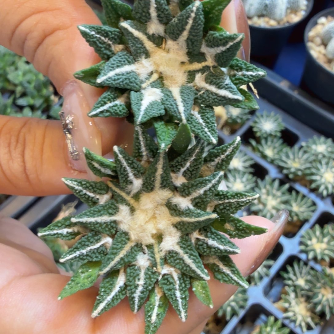 虾***仁无花朵虾仁大油黑两个