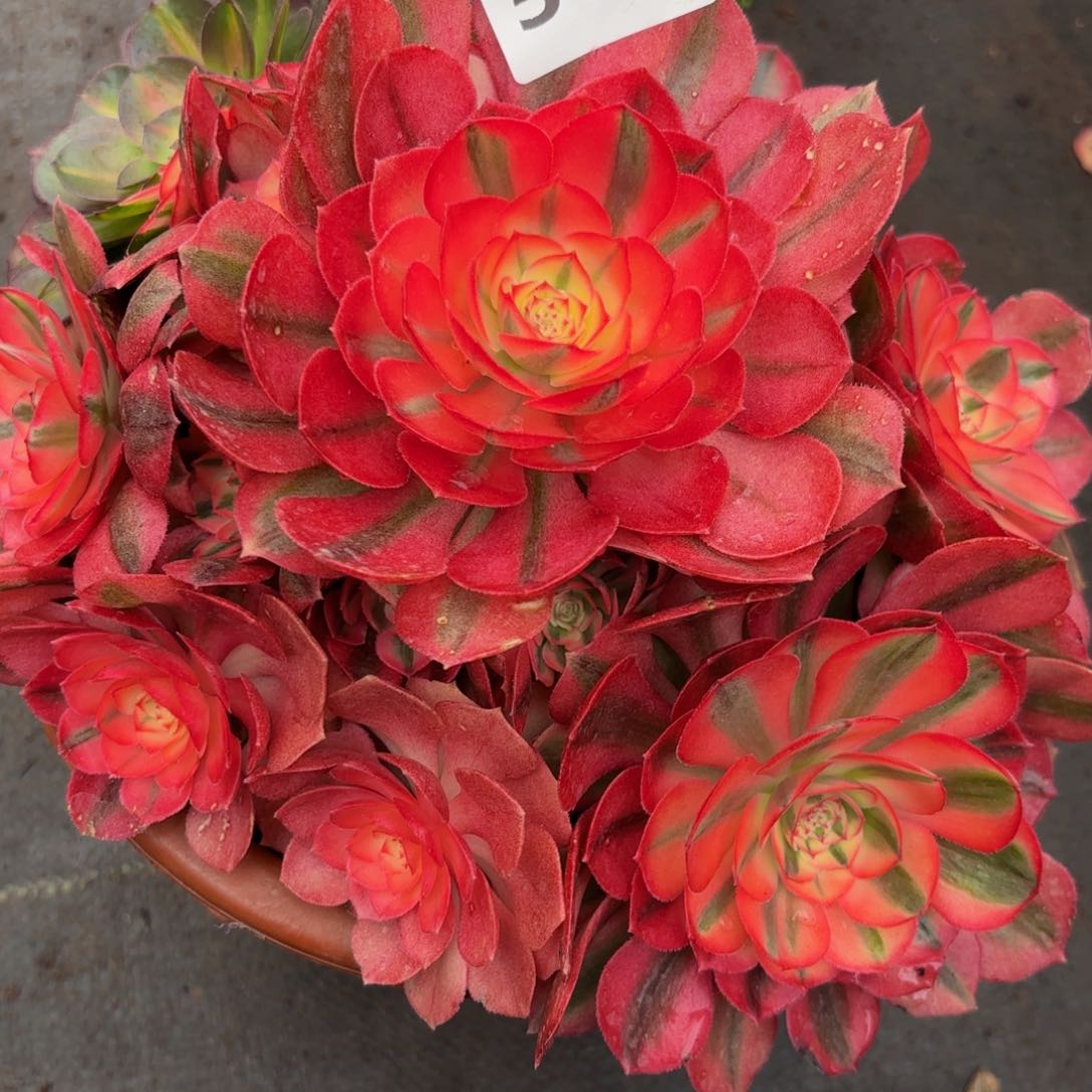 金****）587多肉植物倾城