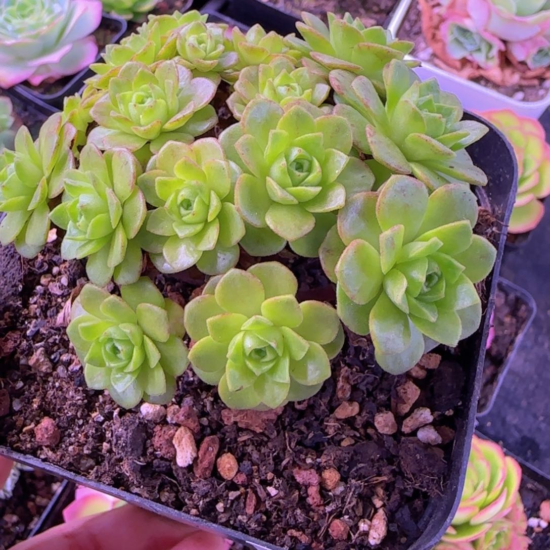 橘子彤玫瑰十分杯891