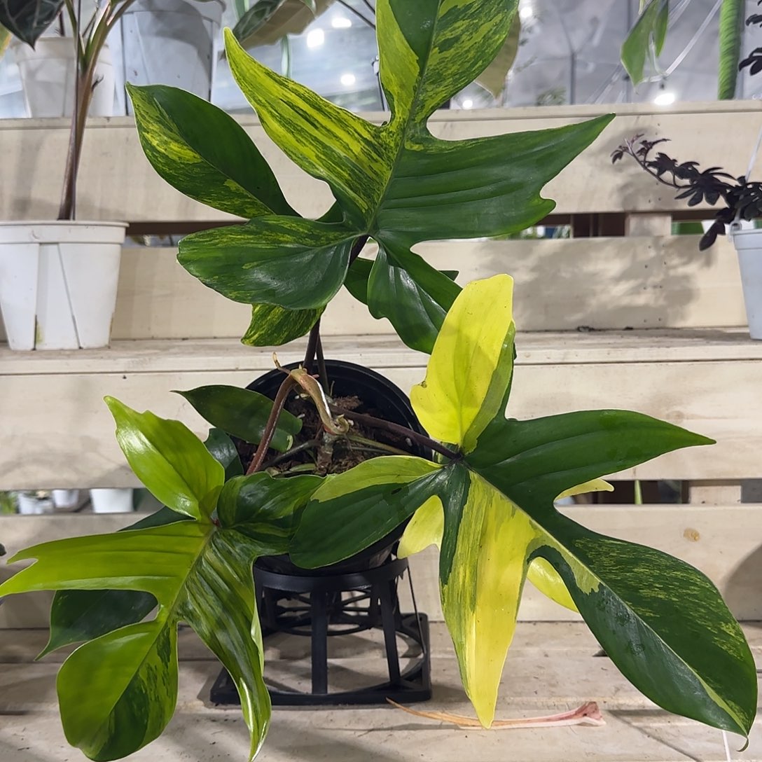 无花朵美人锦蔓绿绒