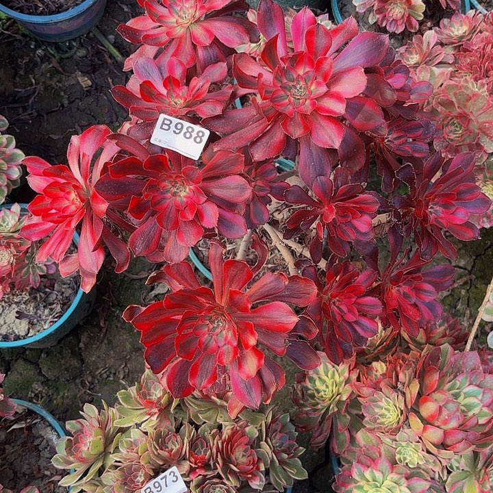 丽娜8-37-988偏远不包邮